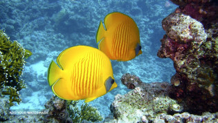 Nurkowanie w Tajlandii na Phuket z polskim instruktorem. Asian Divers Wakacje w Tajlandii