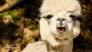peru alpaca-